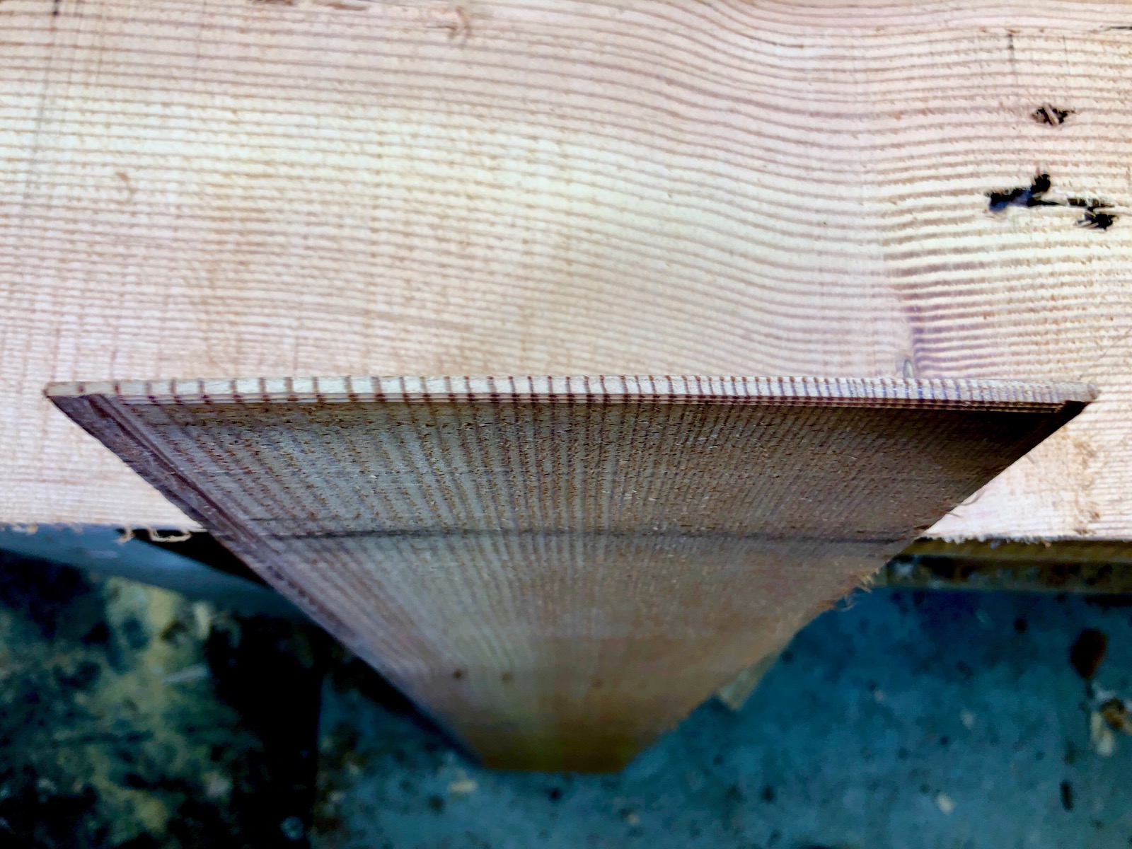 A thin slice of old-growth Douglas-Fir from the end.